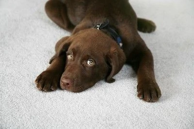 Carpet odor and pet stain removal service